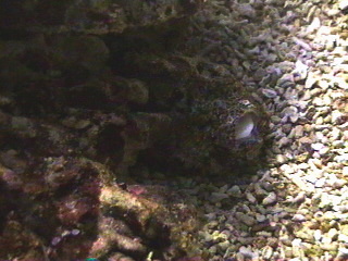 Ocean bottom dwellers at the Monterey Aquarium Monterey, California