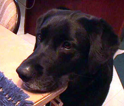 Gator waiting for a treat.