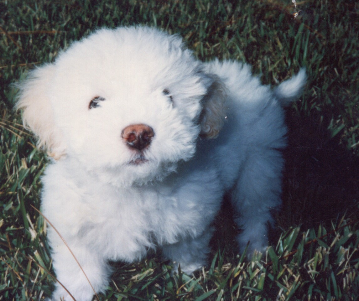 Puppy