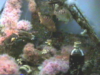 Pollution display at the Monterey Aquarium Monterey, California