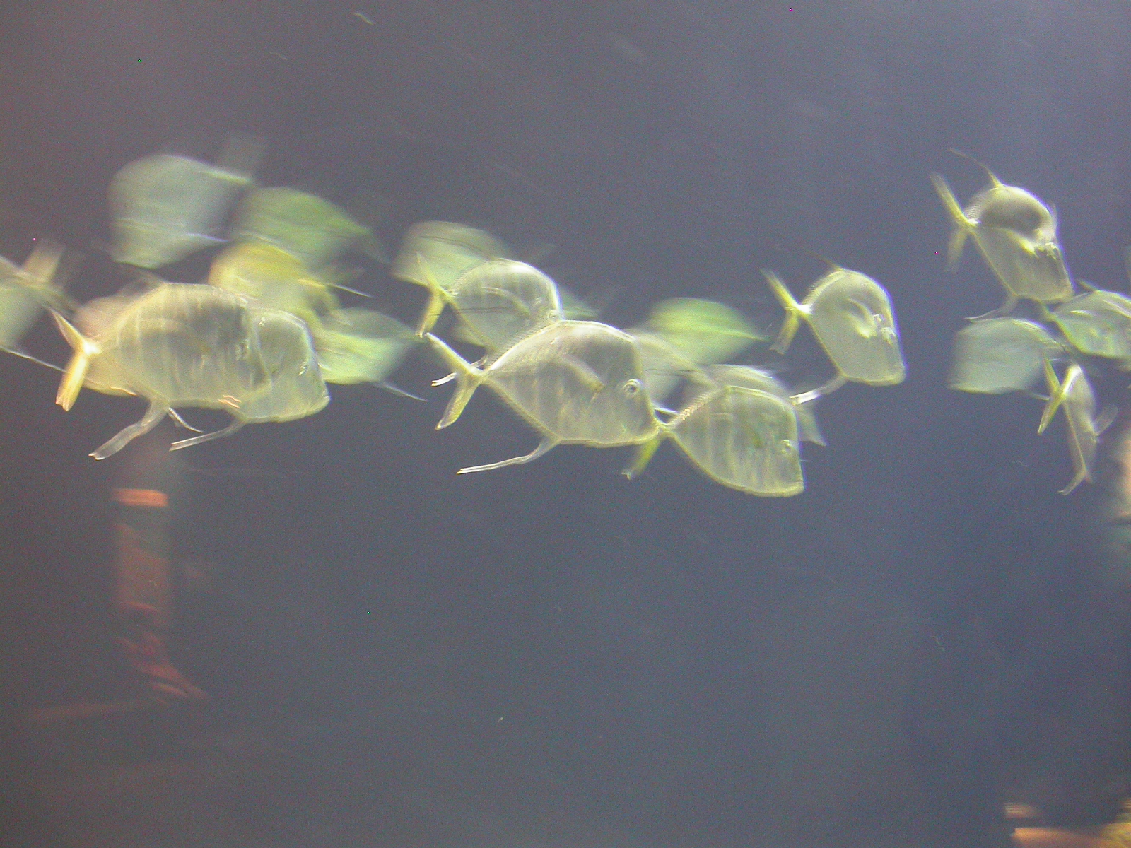 nature animals sea eva fish fishes school of fishes tropical