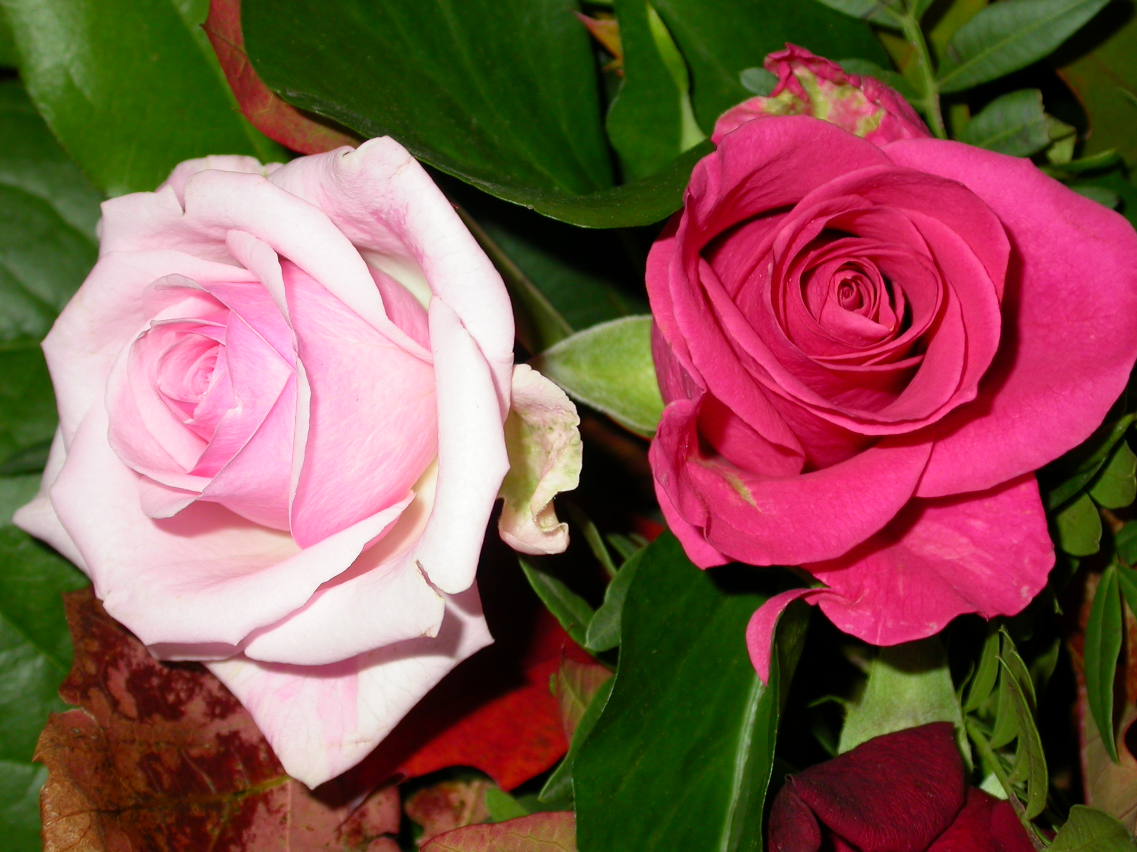 paul rose red white war of the roses flowers romantic