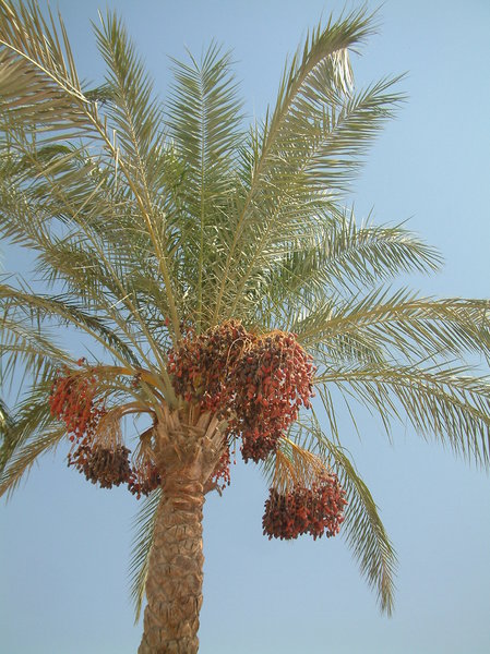 dates 1
