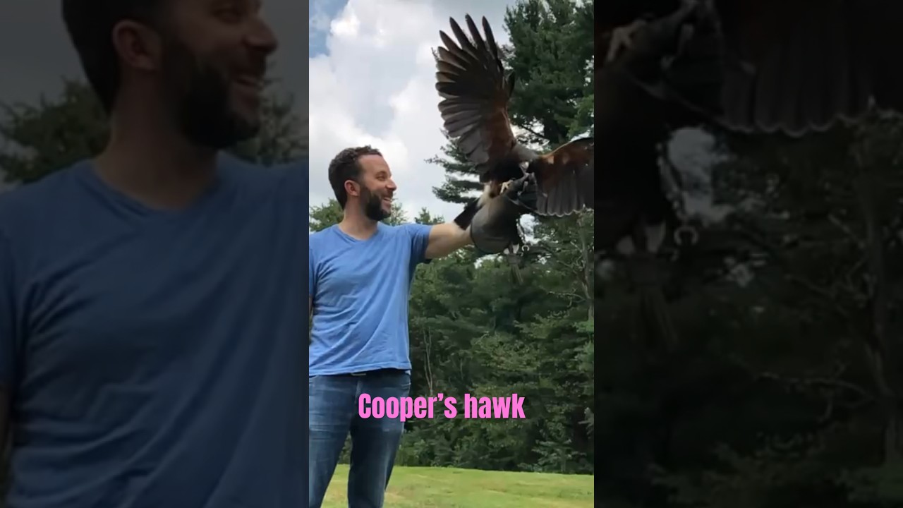 Hawk experience at Hershey Hotel - look at the wind on my shirt when he lands! #hawks #birds