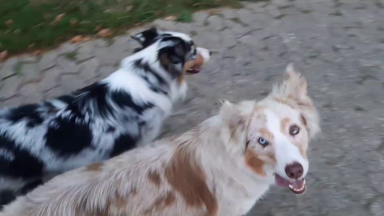 Hundetraining: Tipps für einen dauerhaft guten Rückruf - Rückruf Training mit dem Hund