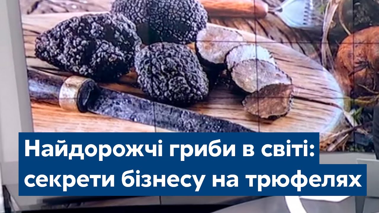 Найдорожчі гриби в світі: чоловік з Буковини розкрив секрети бізнесу на трюфелях