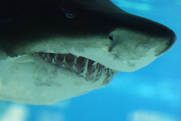 Shark