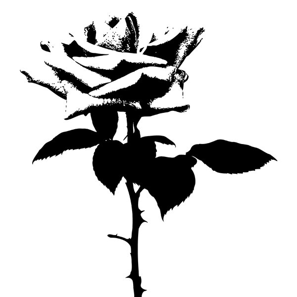 Rose Silhouette