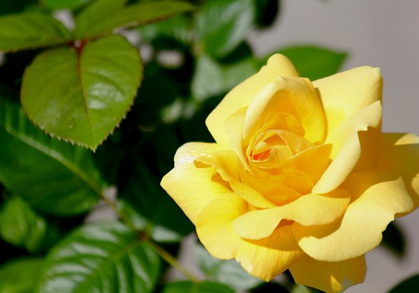 Yellow Rose