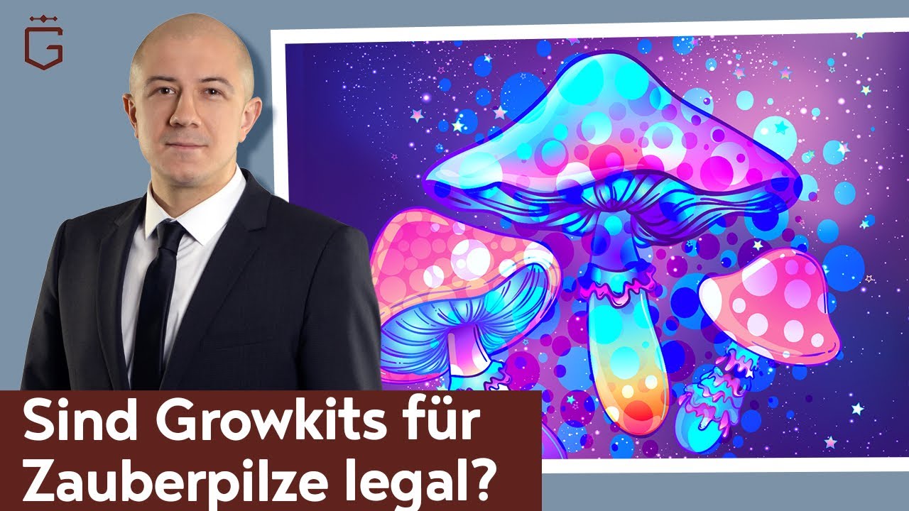 Sind Mushroom Growkits legal? Darf ich Growboxen für Zauberpilze in Holland bestellen?