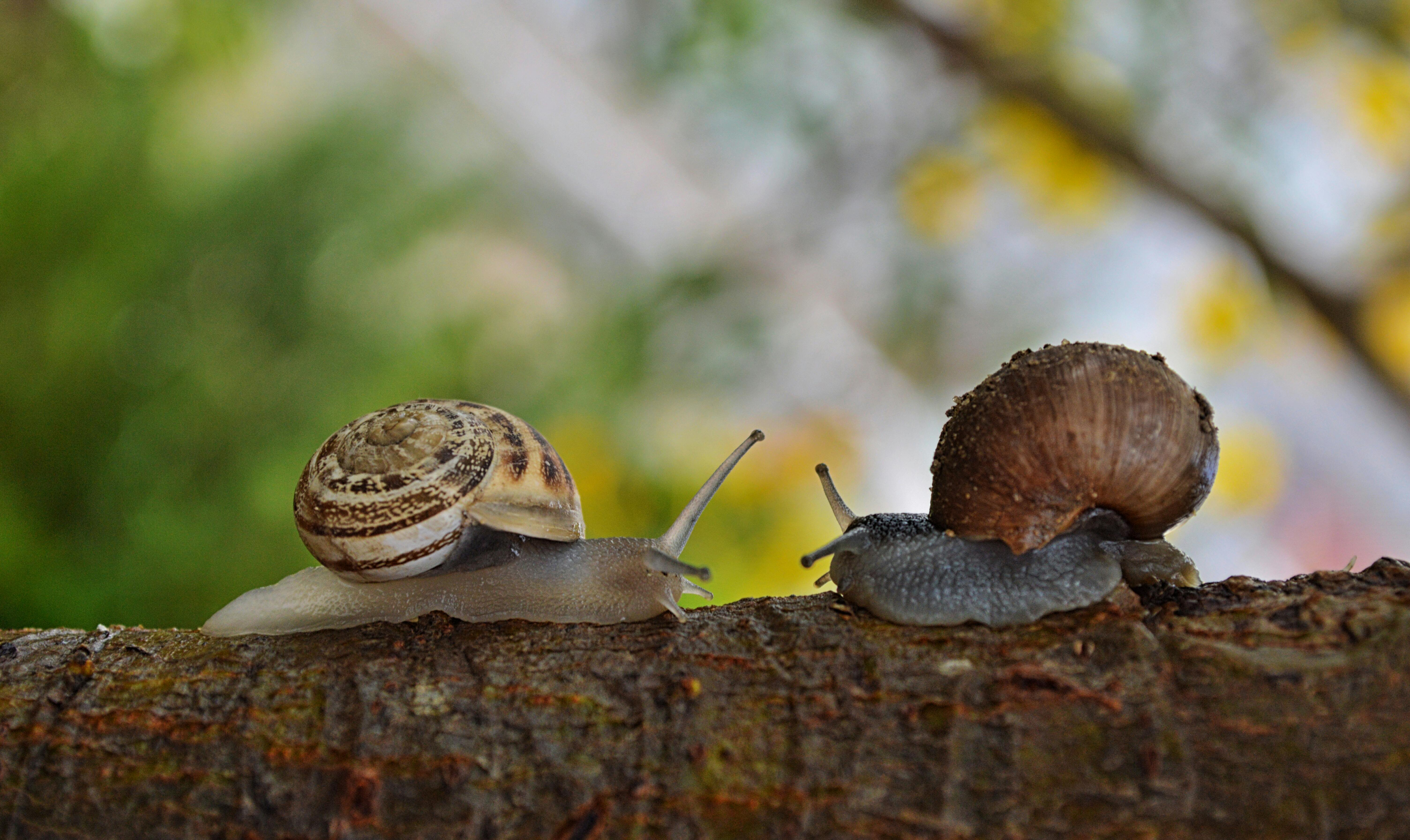 2 snail facing each other