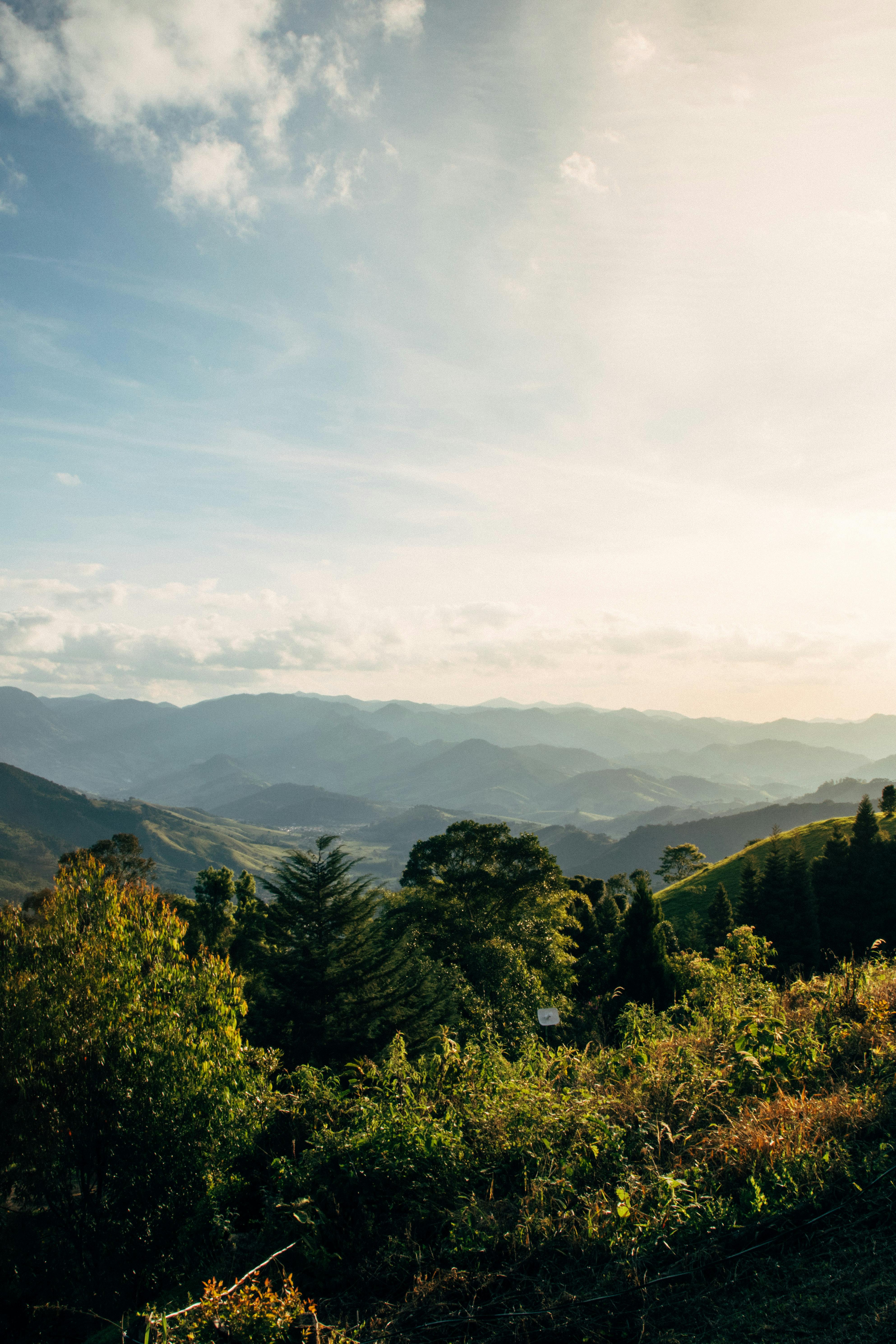 aerial photography of tress and mountain range