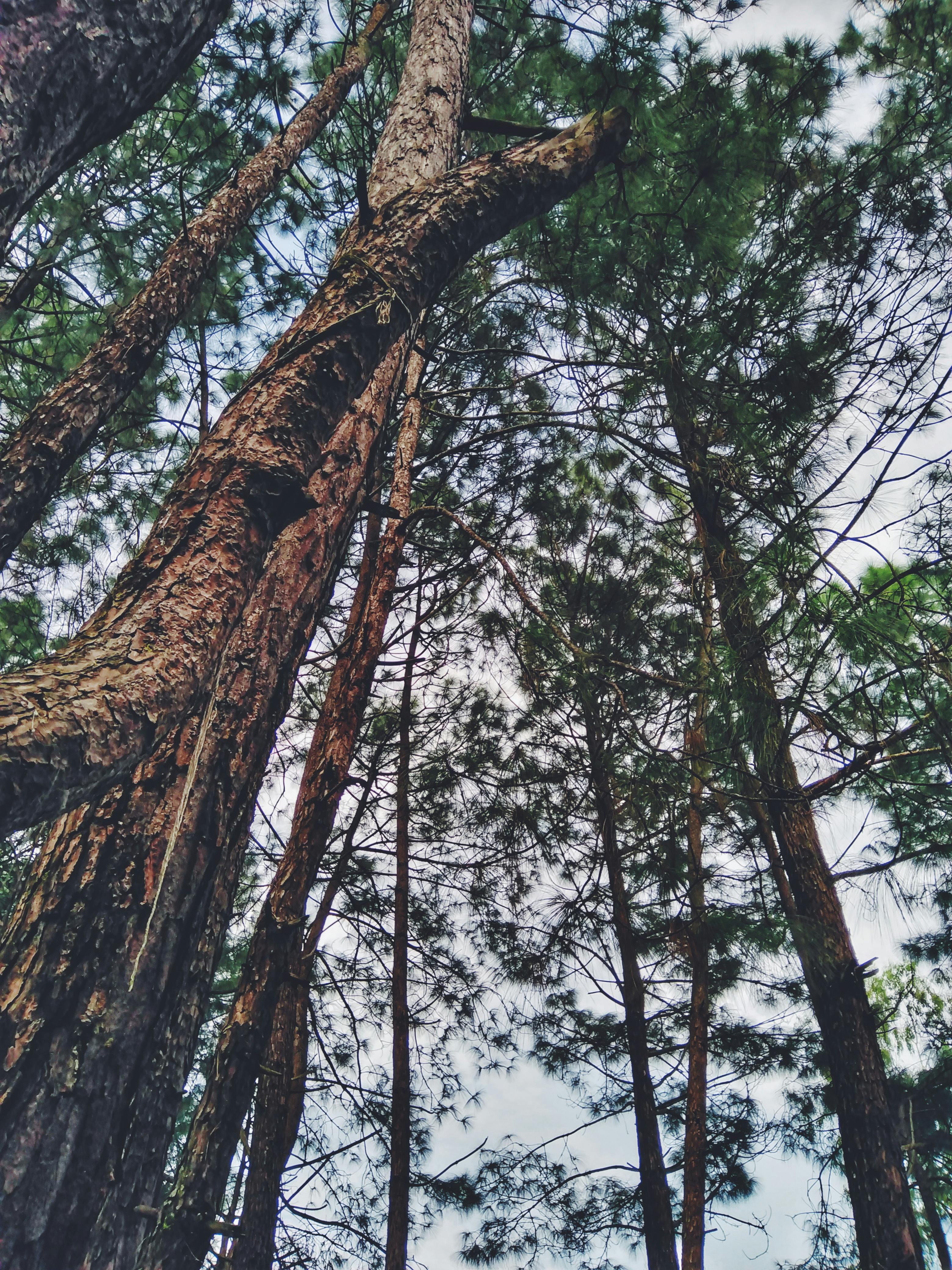 photo of trees