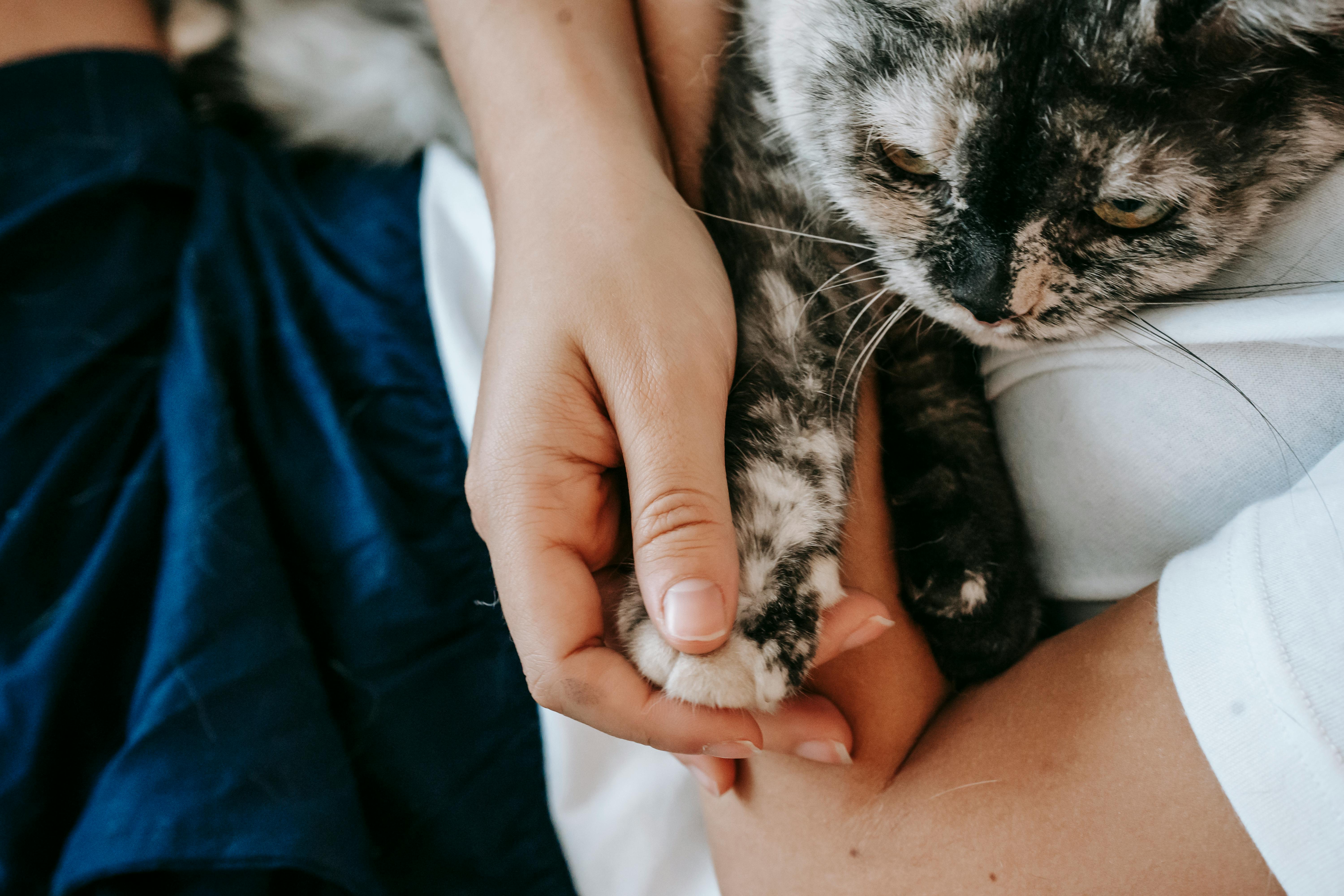 crop unrecognizable woman caressing and embracing cat