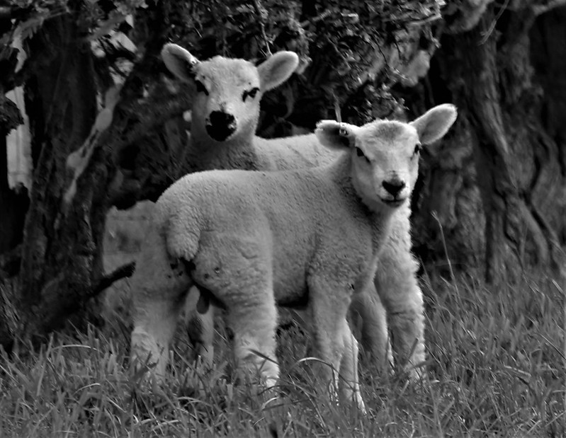 Sheep - Domestic Sheep (Ovis Aries)