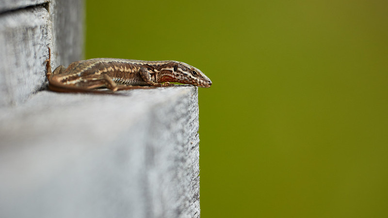 Lézard des murailles - Wall lizard