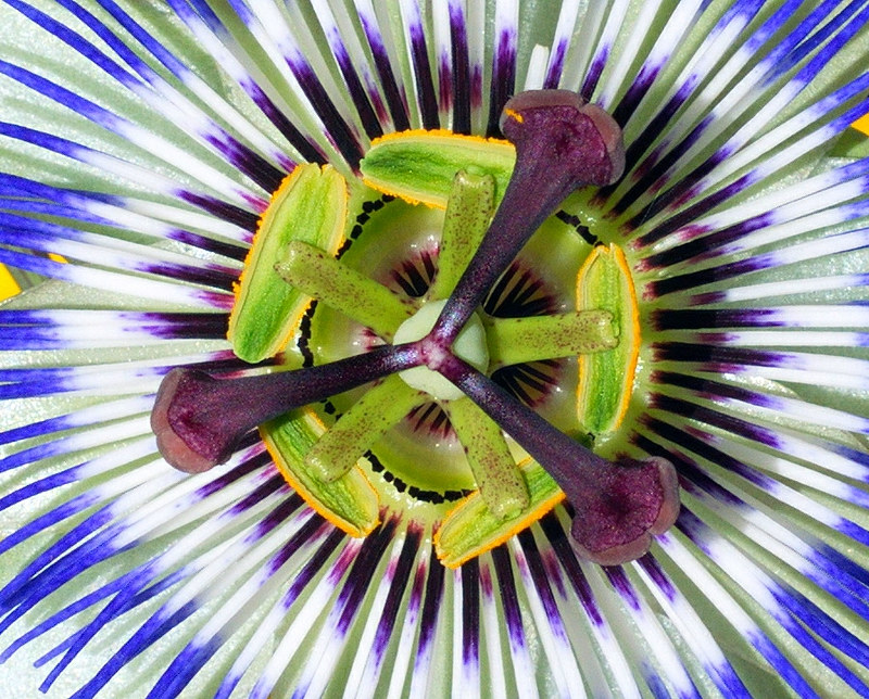 PASSIFLORA