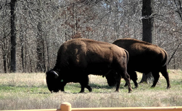 Bison Bison pair in field must be darrell stock pictures, royalty-free photos & images