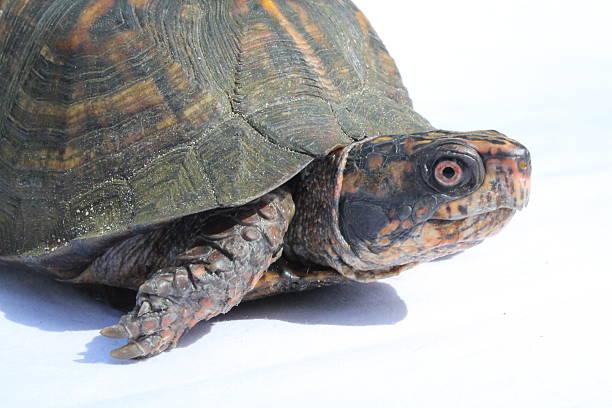 Sunny day turtle turtle in the noon day sun on a white background must be darrell stock pictures, royalty-free photos & images