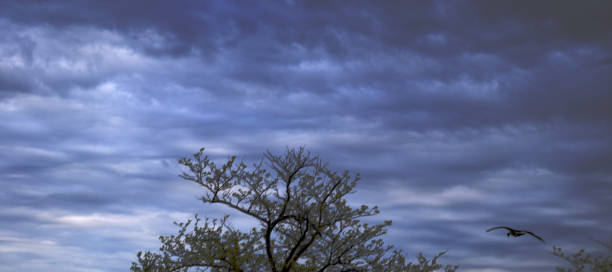 Goose with clouds cr2017darrelljbanks goose flhing low must be darrell stock pictures, royalty-free photos & images