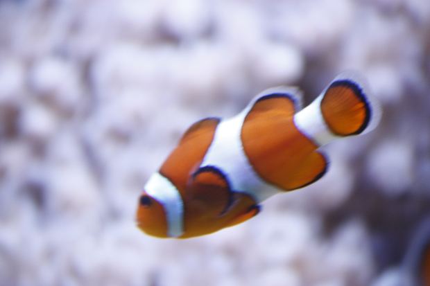 fish