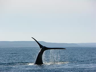 whale, argentina, patagonia, south, southern argentina, nature, landscape, ice cream, holiday, ice, tourism